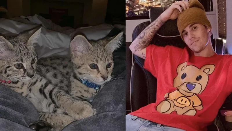 Justin Bieber eksoottisten kissojensa Sushi ja Tuna kanssa